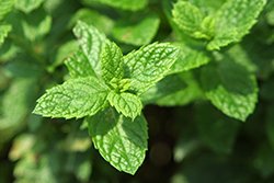 Deep Tissue Balm, Peppermint & Tea