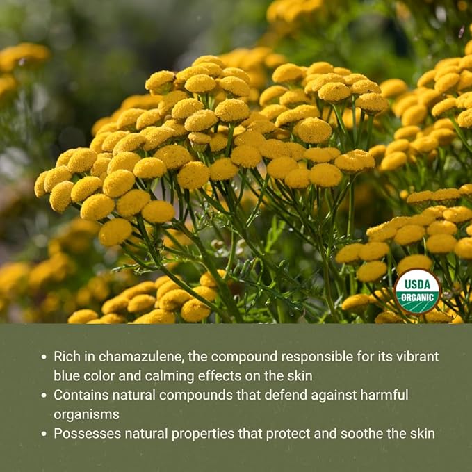 Organic Blue Tansy Essential Oil Direct from Malagassi Essential Oils - Ideal in Face Oil - Organic Blue Tansy for Candle Making and Soap Making (5 mL)