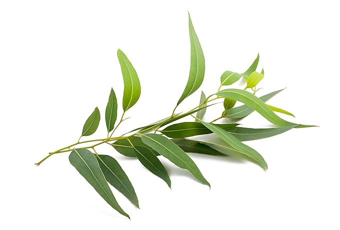 US Organic 100% Pure Eucalyptus Essential Oil (Globulus) - USDA Certified Organic, Steam Distilled - W/Euro droppers (More Size Variations Available) (10 ml / .33 fl oz)