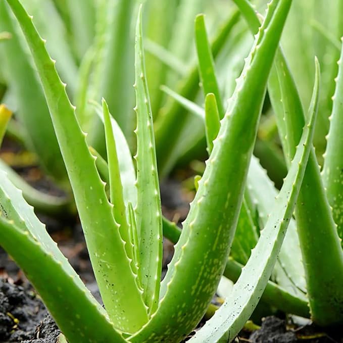 Aromatics International Aloe Vera Gel 4fl-oz – Organic Cold-Pressed, Pure Moisturizing Gel for Skin, Hydrating & Soothing, Natural Skincare Solution