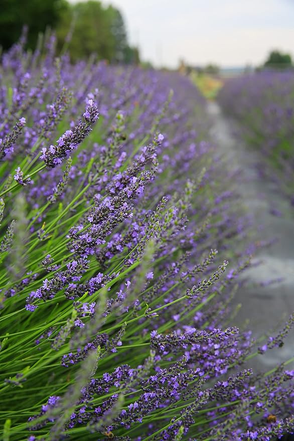 Victoria's Lavender Aromatherapy Body Mist Spray - After Sun Solar Recovery Spray with Aloe Vera plus Lavender Essential Oil - Hydrating, Moisturizing Aloe Vera Mist, Made in the USA, 4 oz (120 ml)